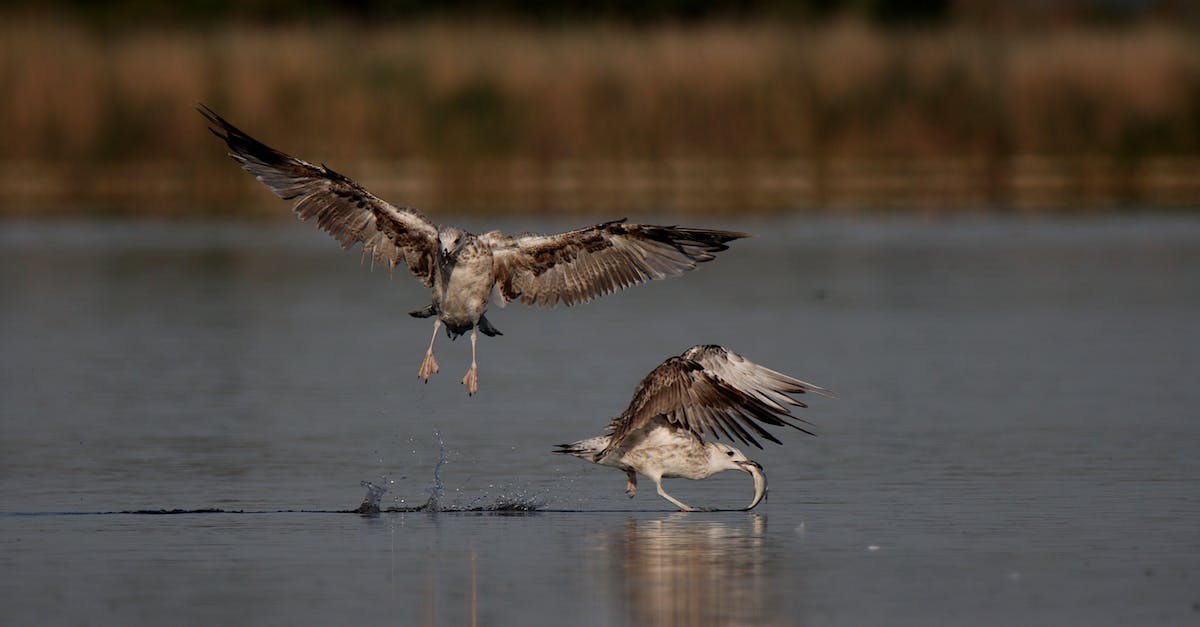 Flying while pregnant? - Seagulls birds life