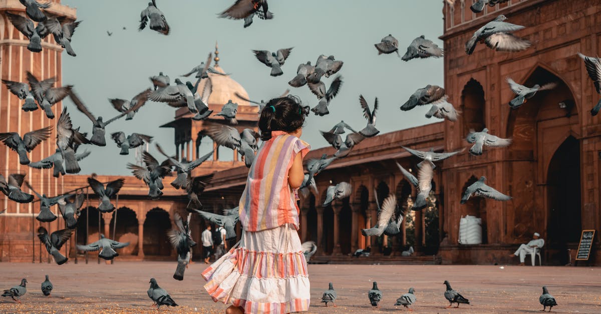 Flying with a lap child on a code shared flight - Girl Standing in Front of Flying Pigeons