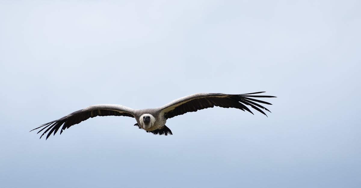 Flying with a service animal - White and Black Bird Flying Under White Clouds