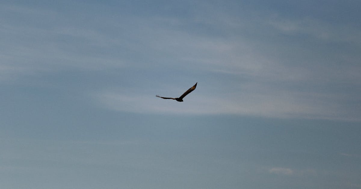 Flying with a service animal - Black Bird Flying Under Blue Sky