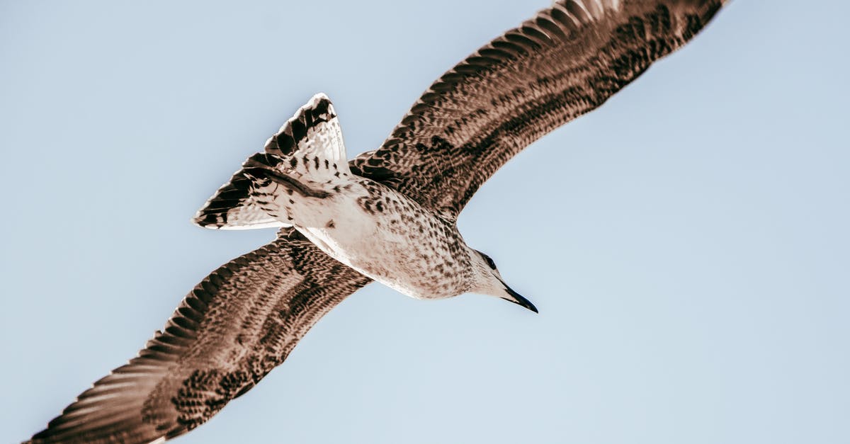 Flying with a service animal - Brown and White Bird Flying