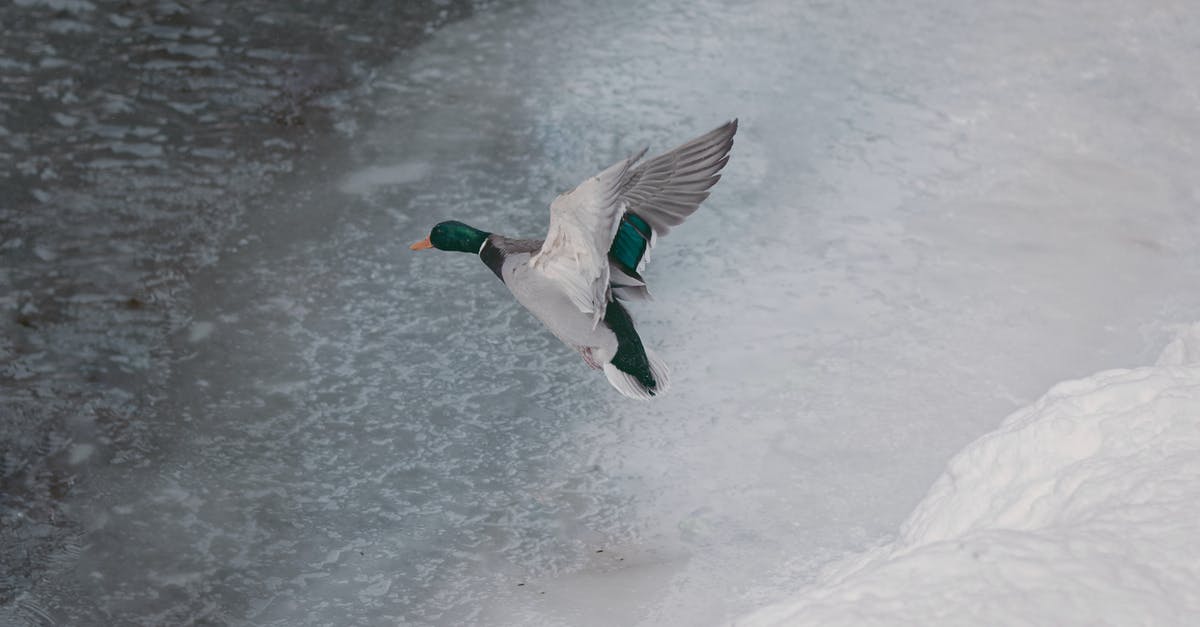 Flying with a service animal - White and Black Duck on Snow Covered Ground