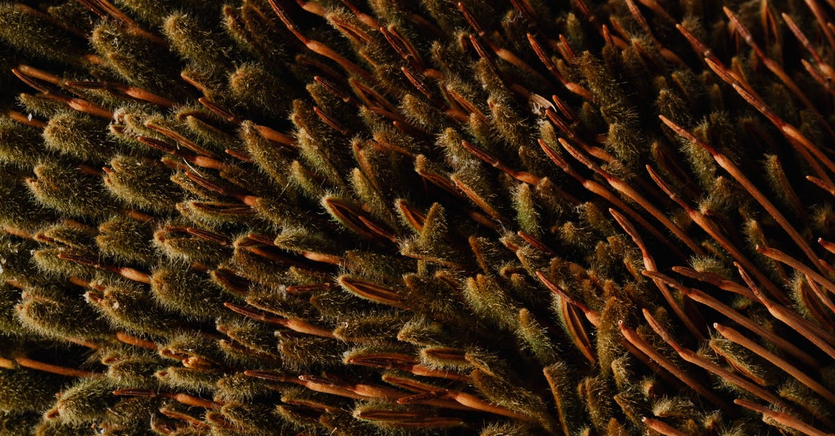 Flying with expired passport from Australia to Israel - From above of abstract background of unusual narrow fluffy brown and green petals of exotic Banksia flower