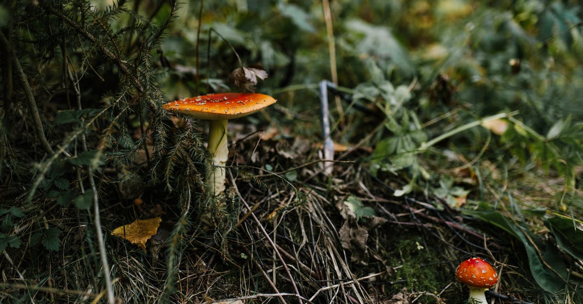 Flying with fragile items on KLM - Amanita mushrooms growing on ground among green herb