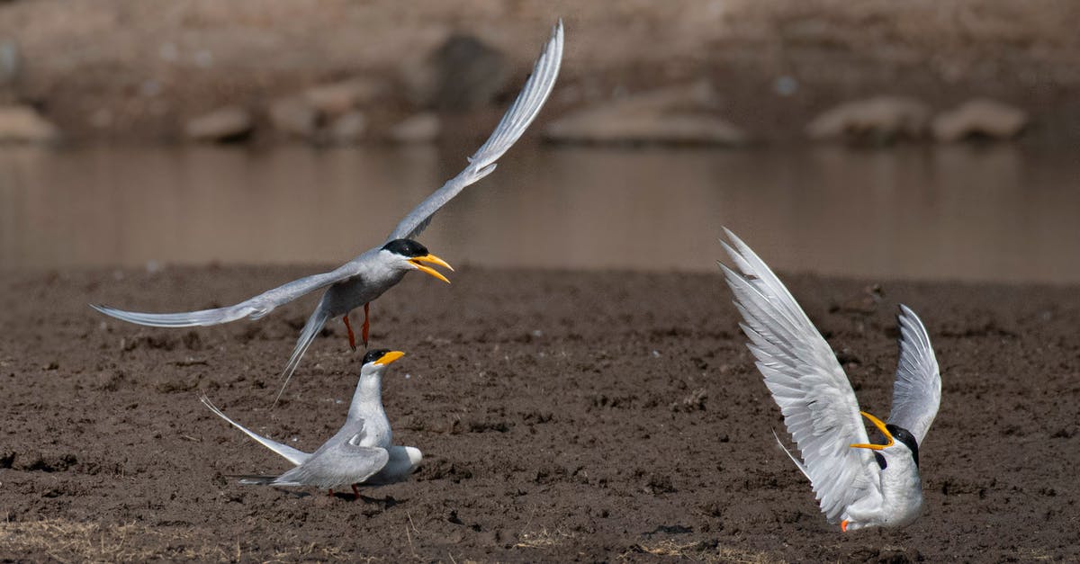 Flying with lots of photo gear [closed] - Photo Of White Birds With Yellow Beaks