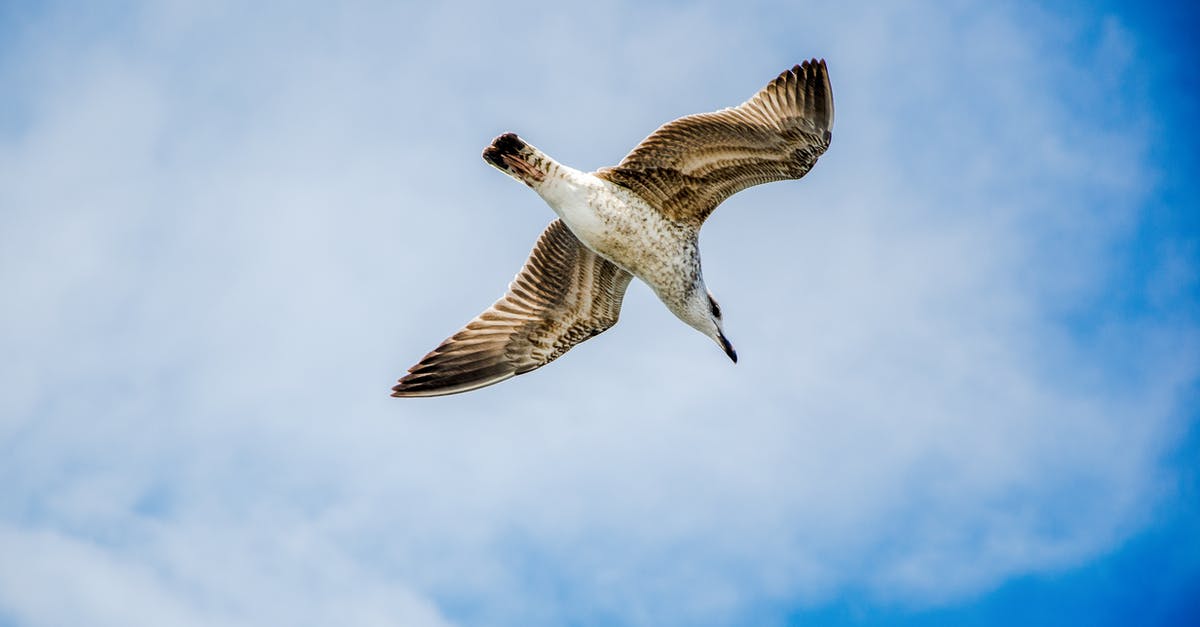 Flying with marijuana - White and Black Bird Flying Under Blue Sky