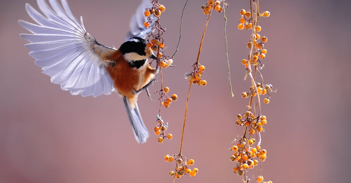 Flying with marijuana - Brown and Grey Hummingbird Hovering over Orange Fruit