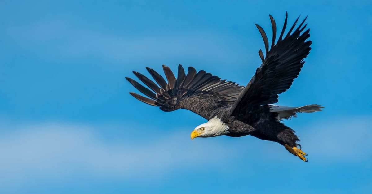 Flying with marijuana - An Eagle Flying in the Sky