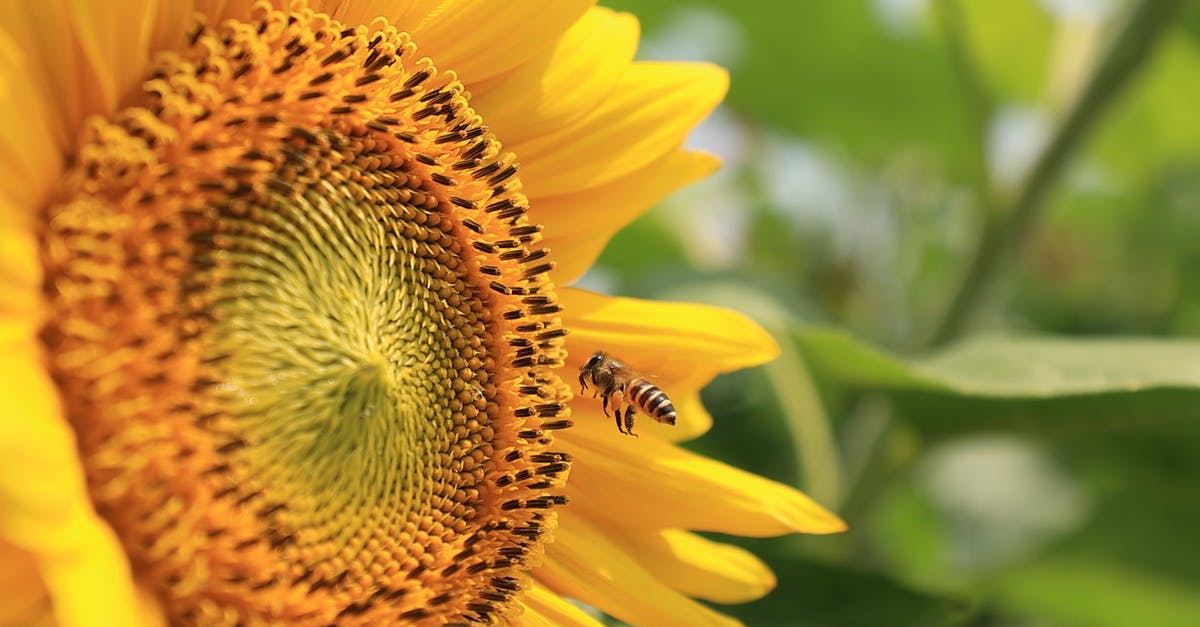 Flying with toner within the EU - Honeybee Perched on Yellow Sunflower in Close Up Photography