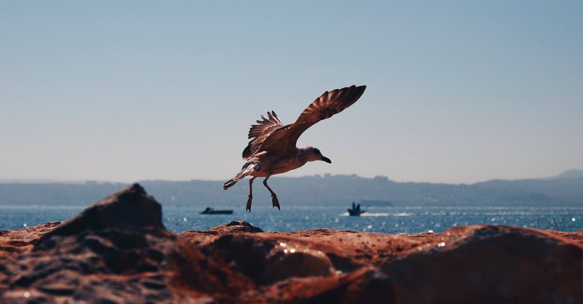 Flying within Mexico with no passport [closed] - Brown Bird on Brown Sand