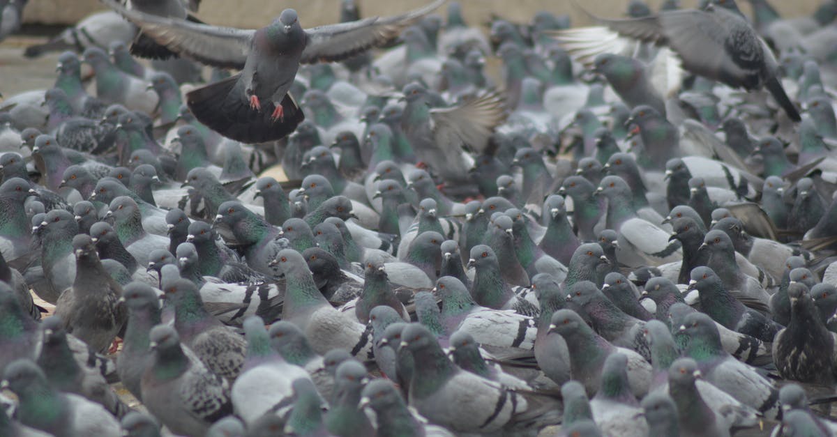 Flying within Mexico with no passport [closed] - Black and Gray Birds on Brown Metal Fence