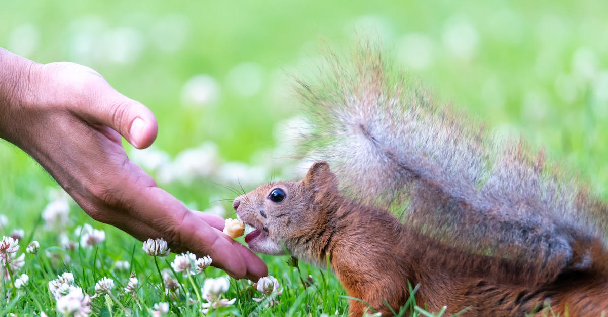 Food Allergies in Europe - Brown Squirrel On Green Grass