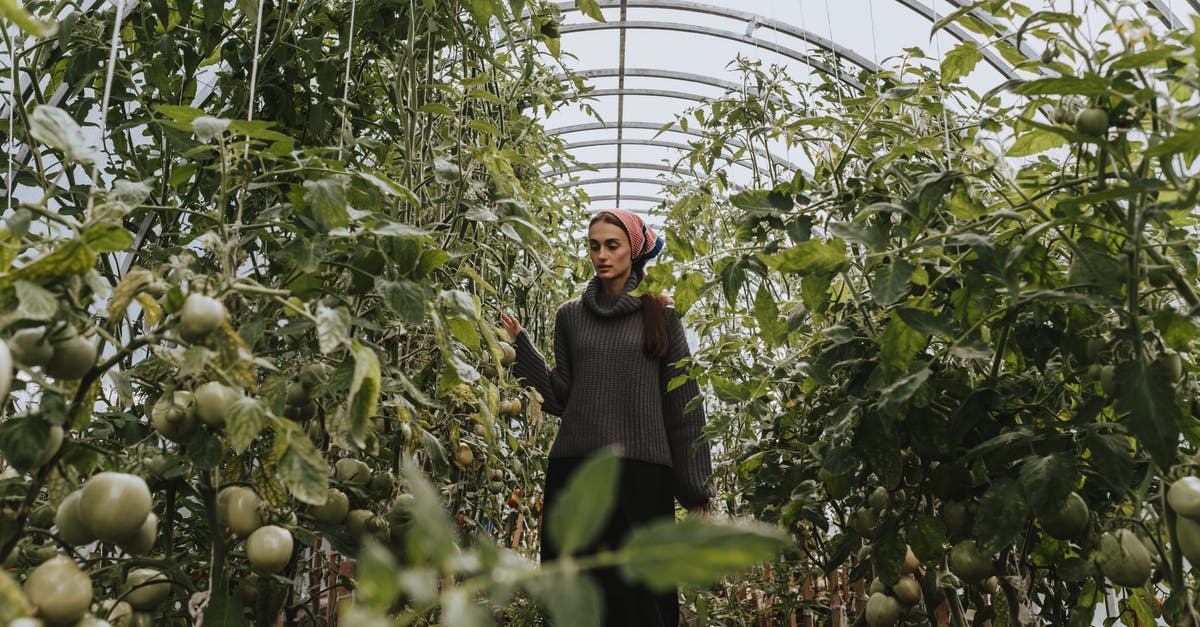 Food in luggage checked-in for the Netherlands - Woman Checking On The Tomato Plants