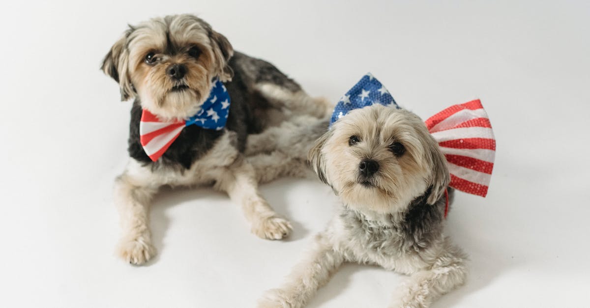 Foreigners attending events on US bases in Okinawa - Cute fluffy Yorkshire Terriers with bow ties colored in stripes and stars for USA Independence Day