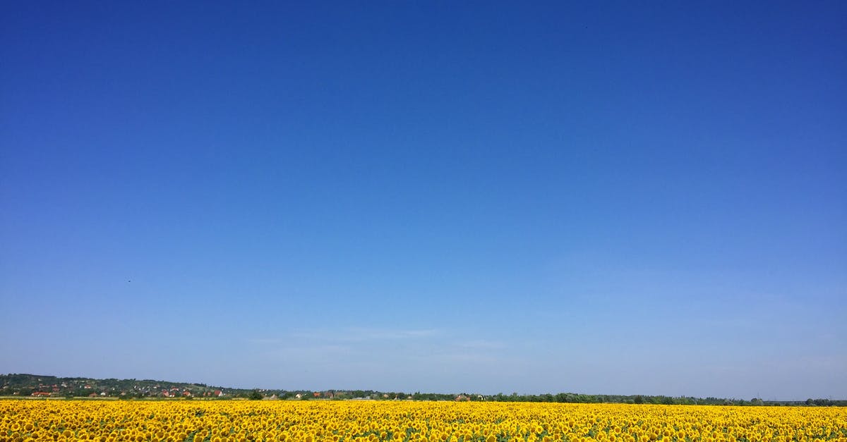 Free yellow fever vaccination in Bogota airport? - Sunflower Garden Under Blue Sky