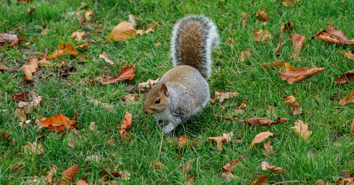 Gare du Nord to Montparnasse walking tour [closed] - Brown Squirrel on Green Grass