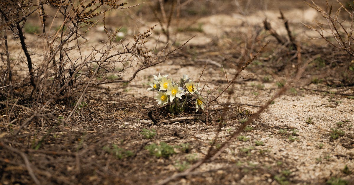 General grounds for refusal - False representation - Wildflowers On Brown Soil