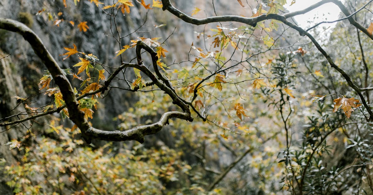 Georgia: How to get from Shatili to Tblisi in September - Branches of tree with yellow leaves in autumn