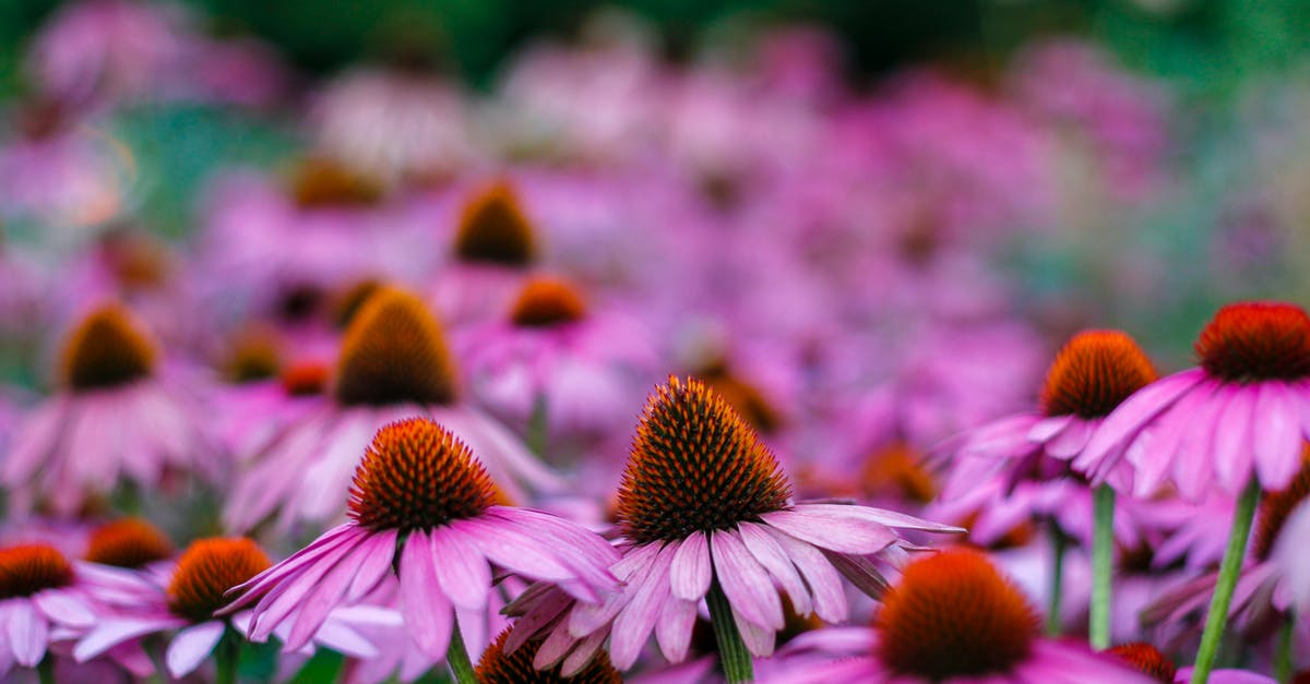Germany short term overstay visa by mistake - Selective Focus Photo Of Purple Petaled Flowers