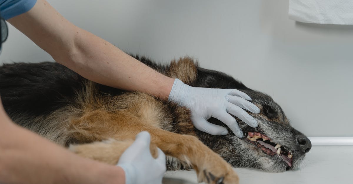 Get sick in China with no identity [closed] - Person Holding Black and Brown Dog