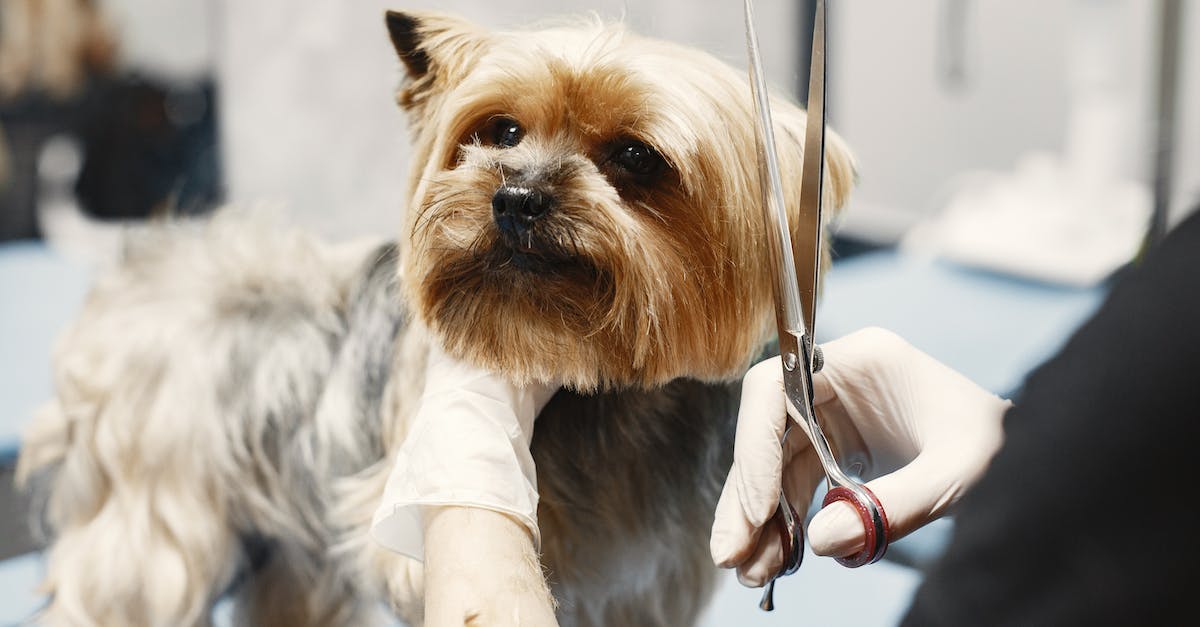Getting around on Kyushu (Fukuoka, Nagasaki and Beppu) - Cute Dog Getting Hairstyle in Grooming Salon