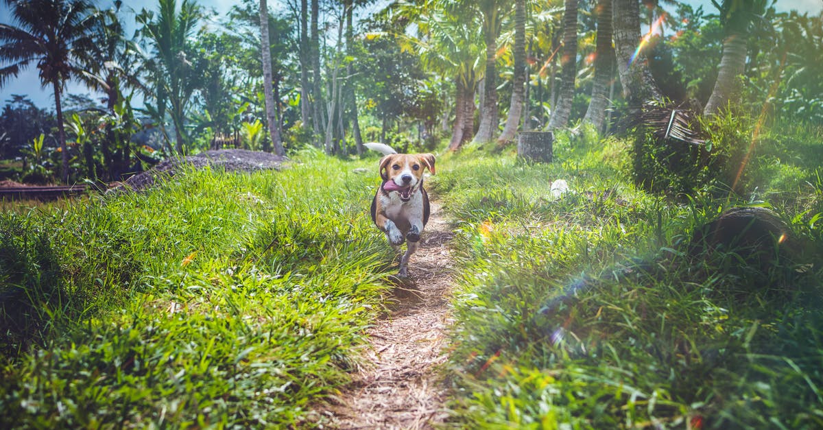 Getting outside of touristy activities in Hawaii [closed] - Beagle Running Between Grasses