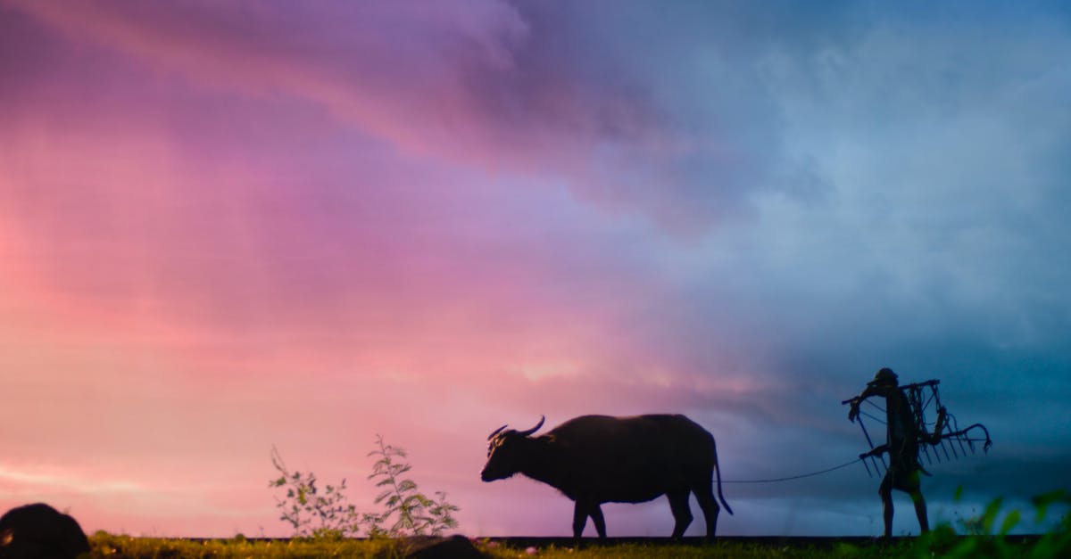 Getting to Buffalo Depew Amtrak in the evening - Silhouette of Man Carrying Plow While Holding the Rope of Water Buffalo Walking on Grass Field