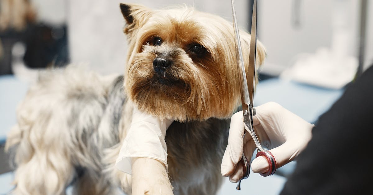 Getting to La Tomatina - Cute Dog Getting Hairstyle in Grooming Salon