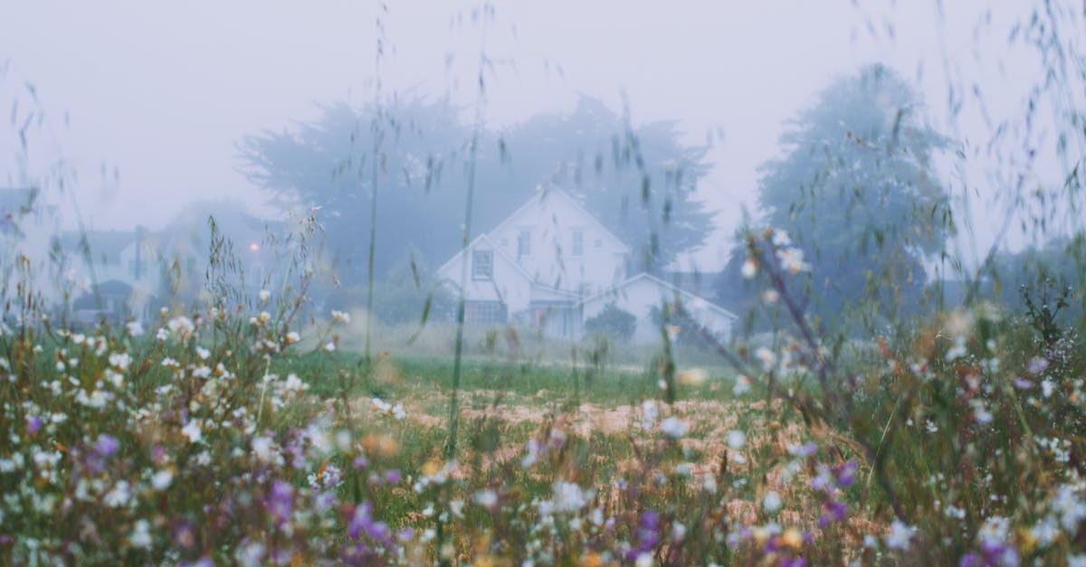 Getting to Reagan Airport (DCA) early in the morning - Rural house behind blossoming flowers growing on grassy meadow in early foggy morning