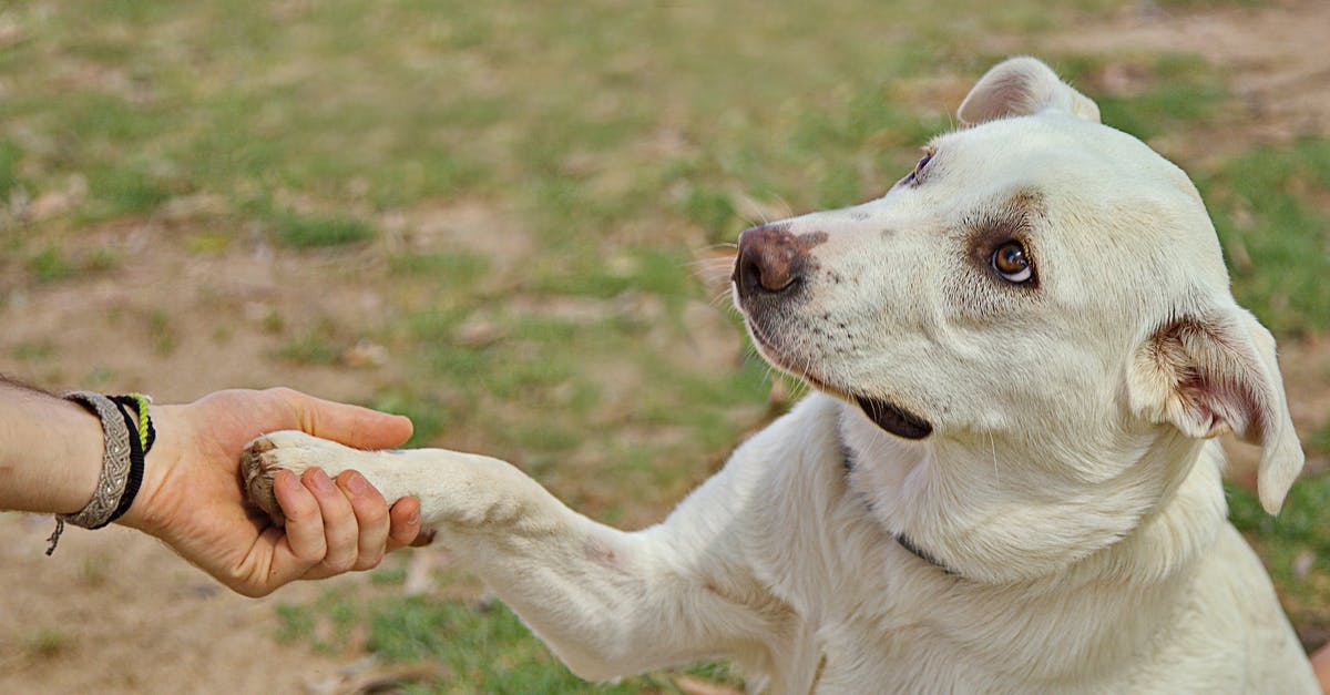 Give Delta voucher to another person - Dog giving paw to anonymous person