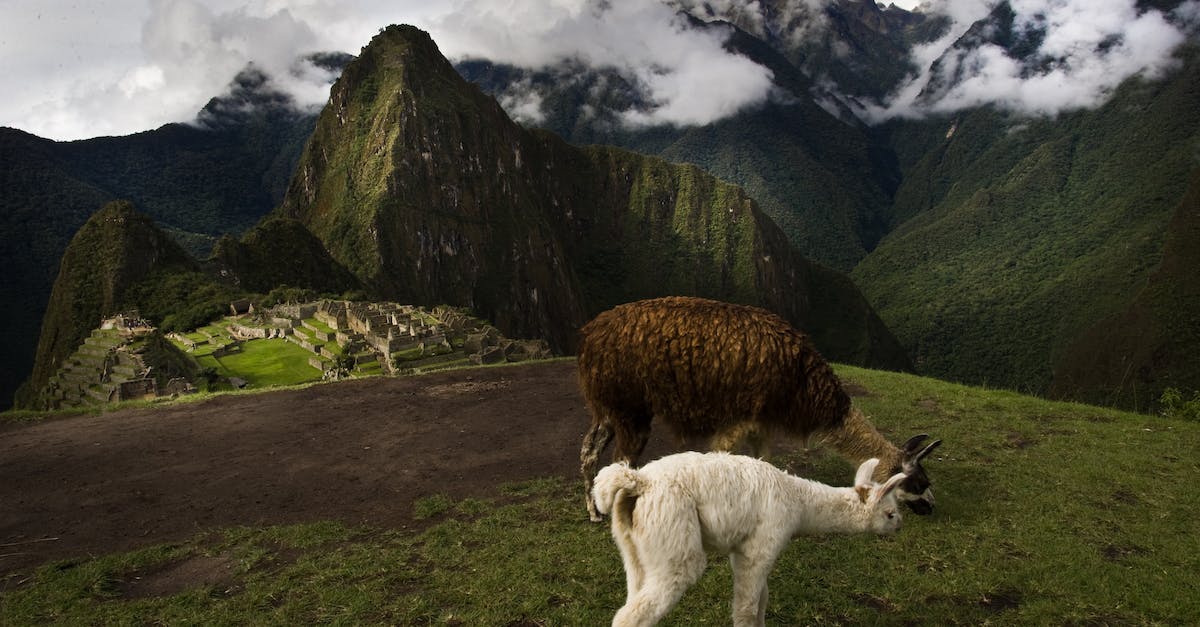 Gluten-free eating in Peru - Llamas Grazing at Machu Picchu