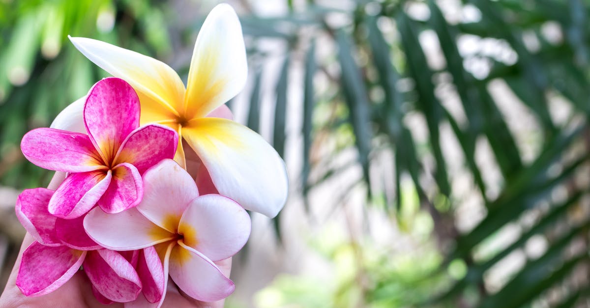 Going to Bali with arachnophobia [closed] - Person Holding Flowers