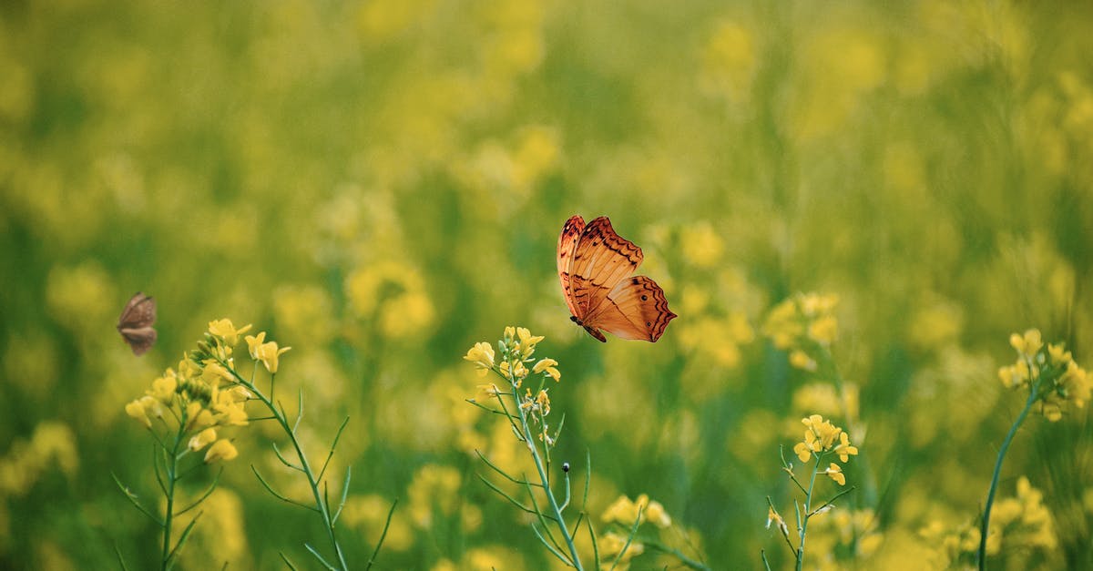 Going to Bangladesh [closed] - Close-Up Shot of a Butterfly Flying around Blooming Yellow Flowers