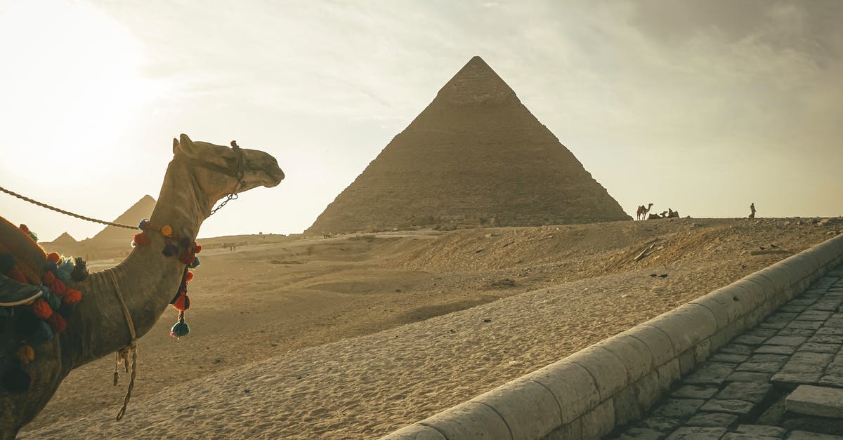 Going to Cabrillo National Monument by bus - Camel standing against famous Great Pyramids in Egypt