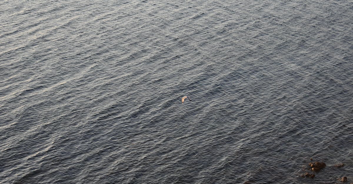 GPS when flying over the ocean - A Bird Flying over the Sea