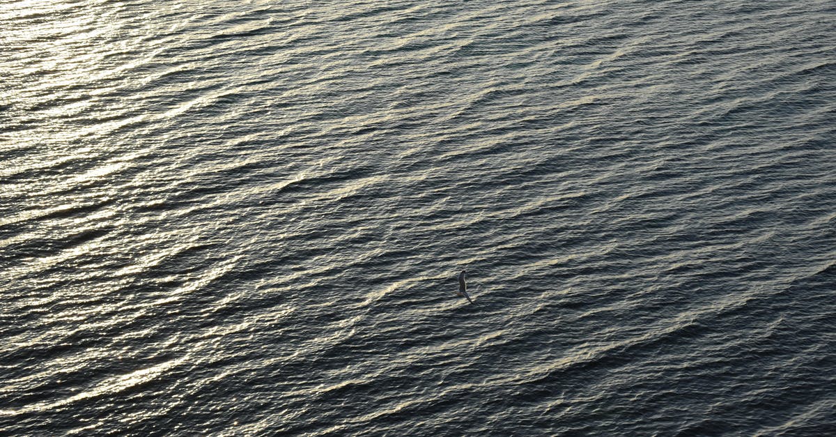 GPS when flying over the ocean - A Bird Flying over the Sea