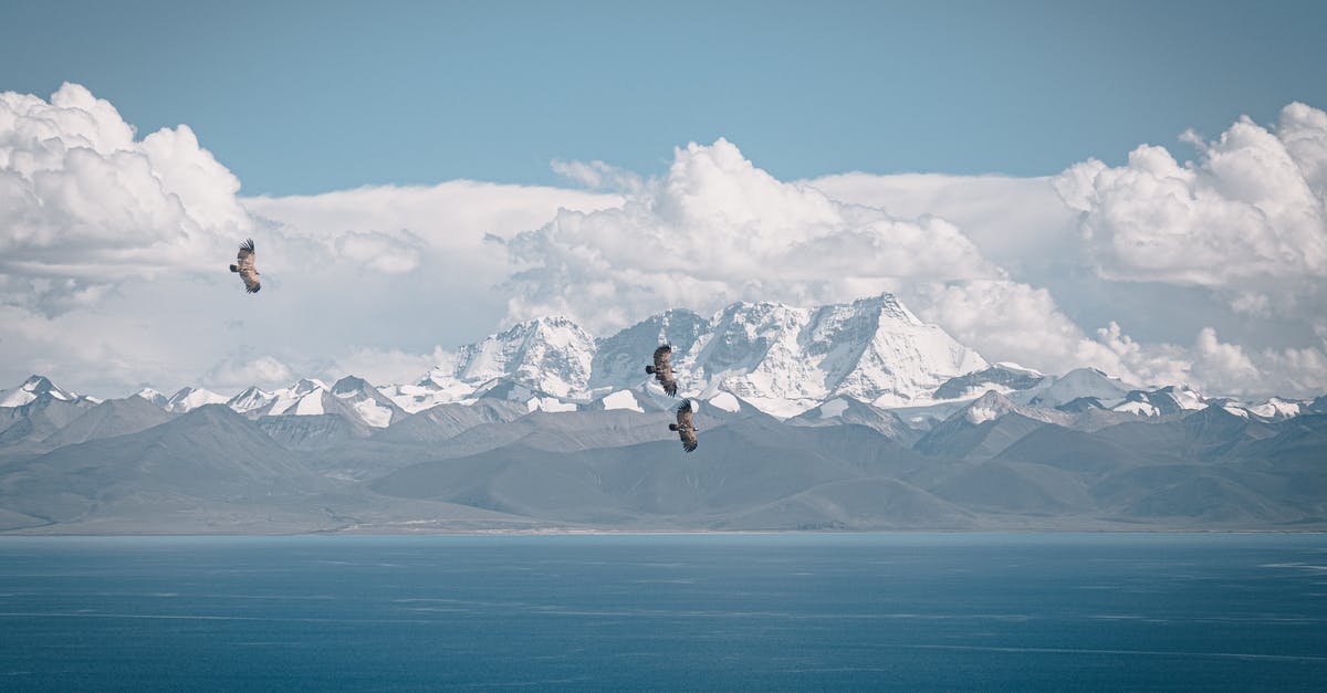 GPS when flying over the ocean - Birds Flying Under Blue Sky