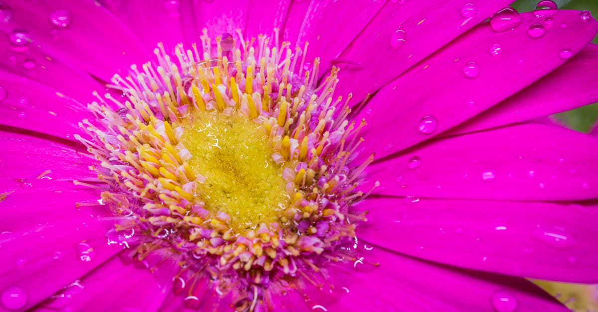 Graminae pollen in Thailand - Pink Flower in Close Up Photography