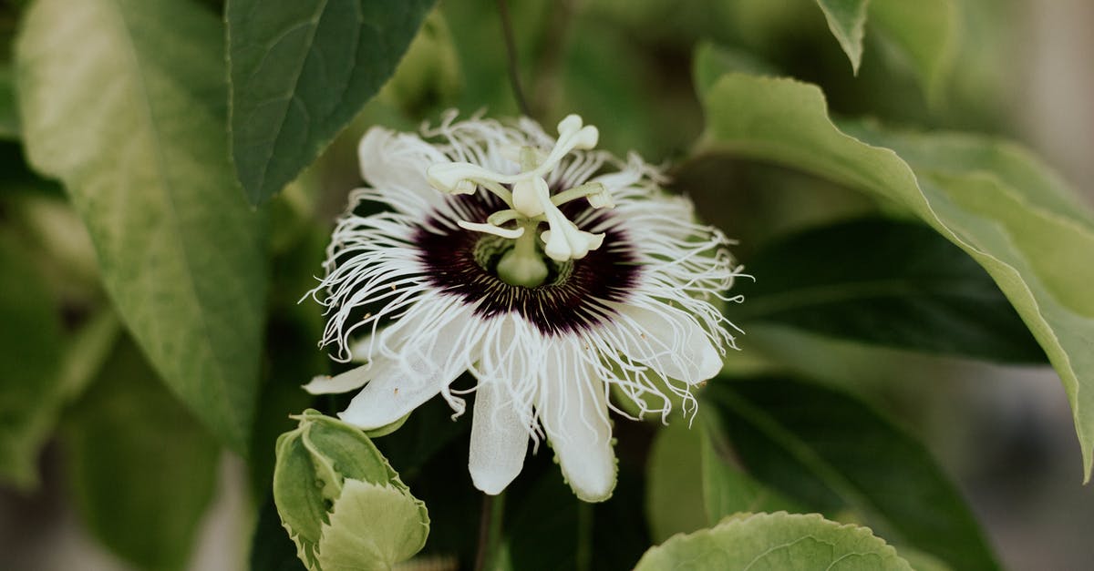 Graminae pollen in Thailand - White and Black Flower in Macro Lens