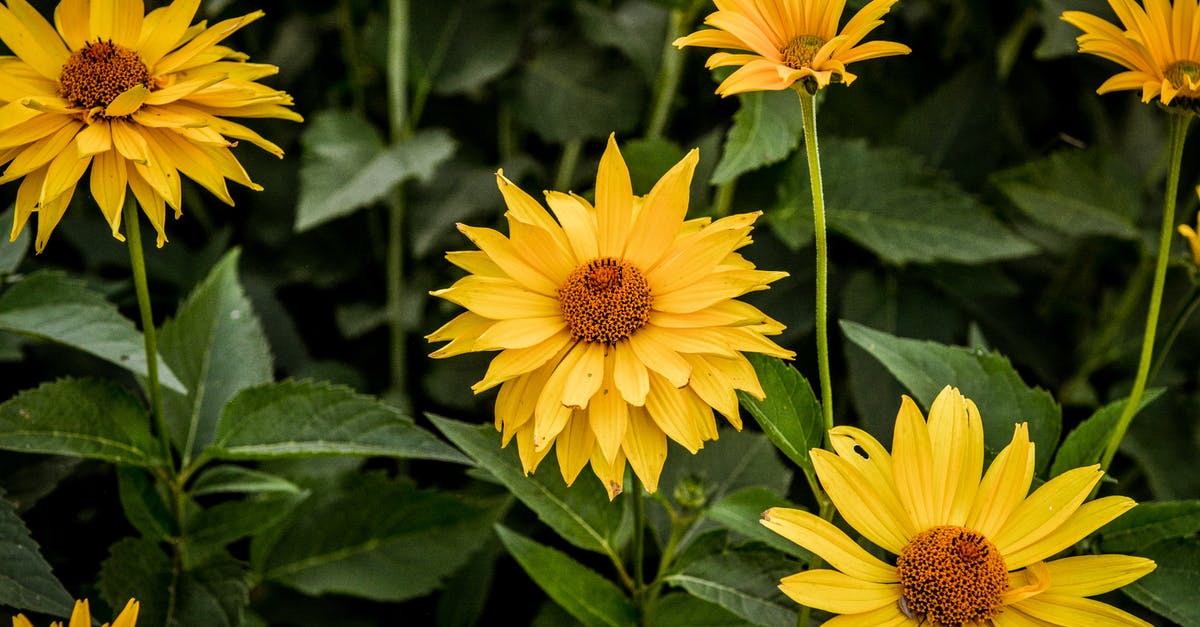 Graminae pollen in Thailand - Perennial Sunflowers in Bloom