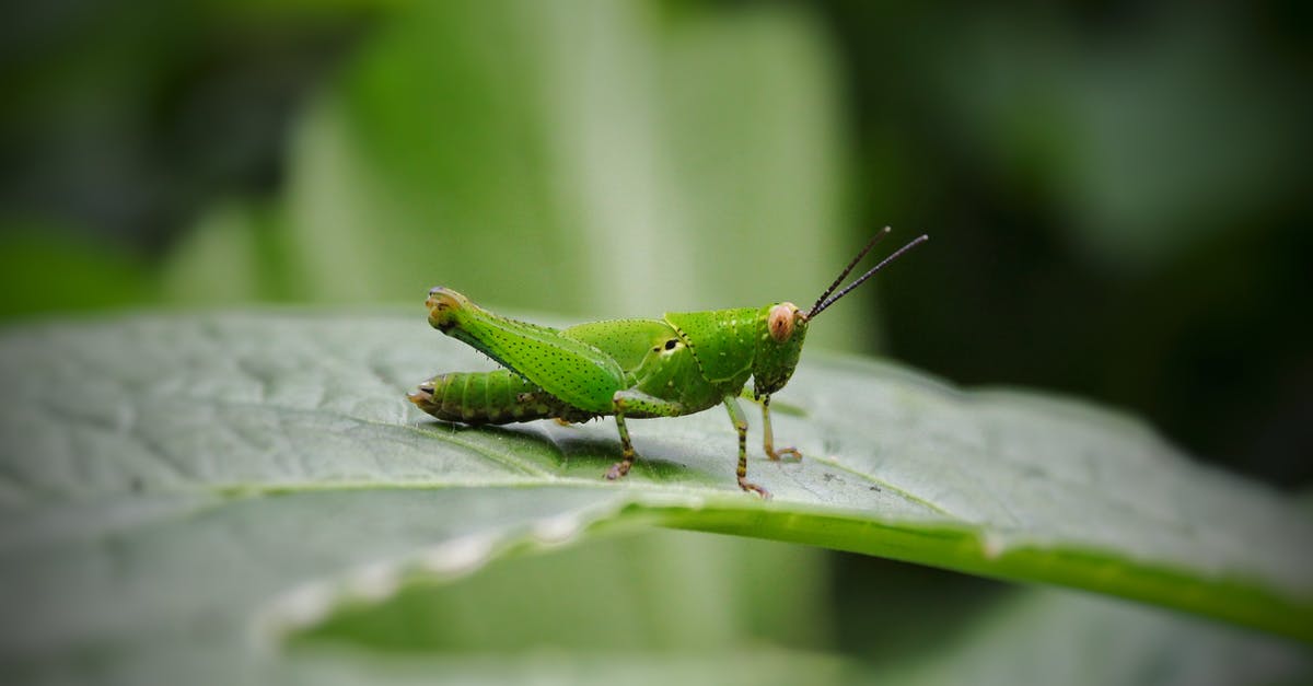 Grasshopper on International Sim Cards [closed] - Grasshopper on a Leaf