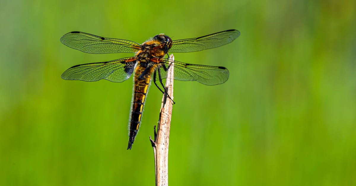 Greece Schengen Visa for Seaman [closed] - Dragonfly on Brown Stick in Close Up Photography
