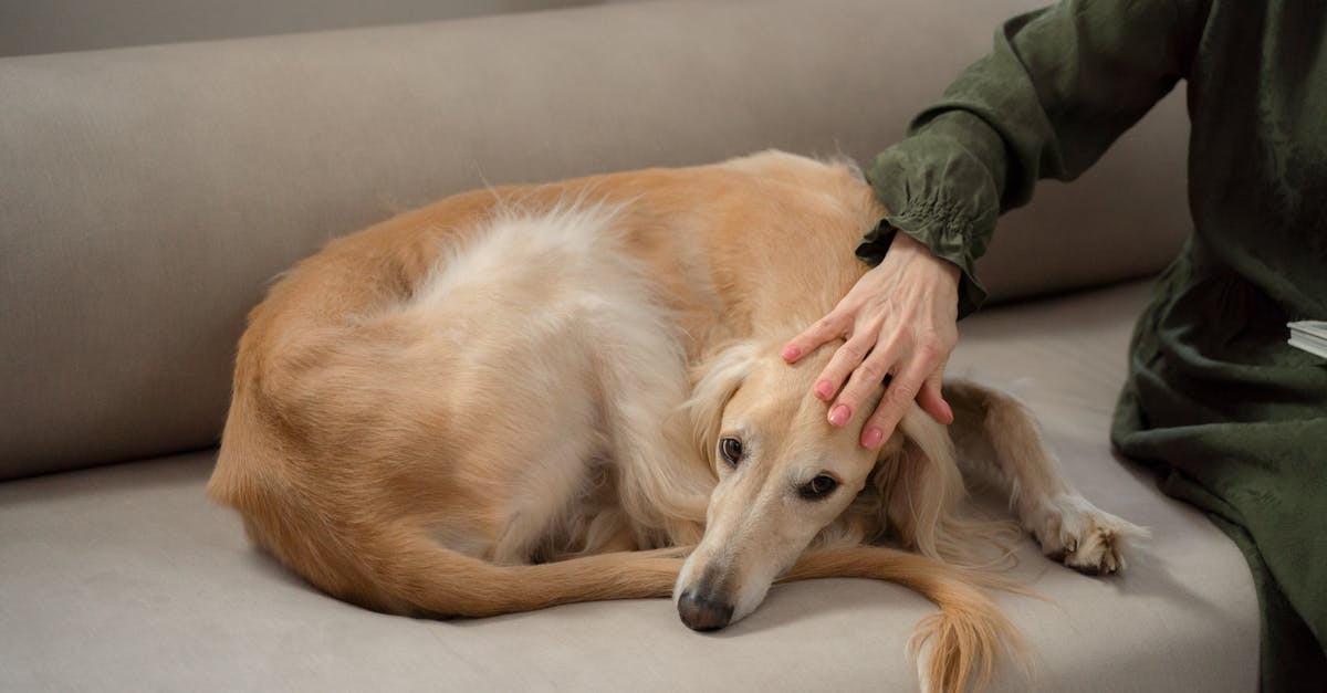 Greyhound bus ticket (print at home) - Woman Hand Petting Greyhound Dog Laying Curled up on Sofa