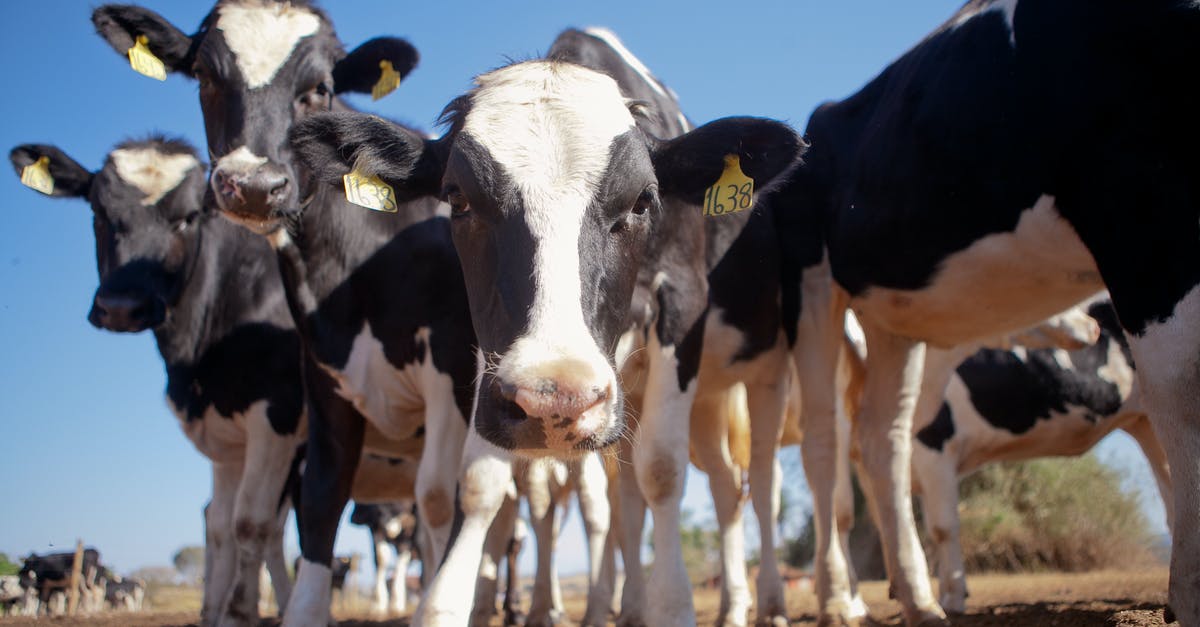 Group Discounted Airfare [closed] - A Group of White and Black Cows with Number Labels