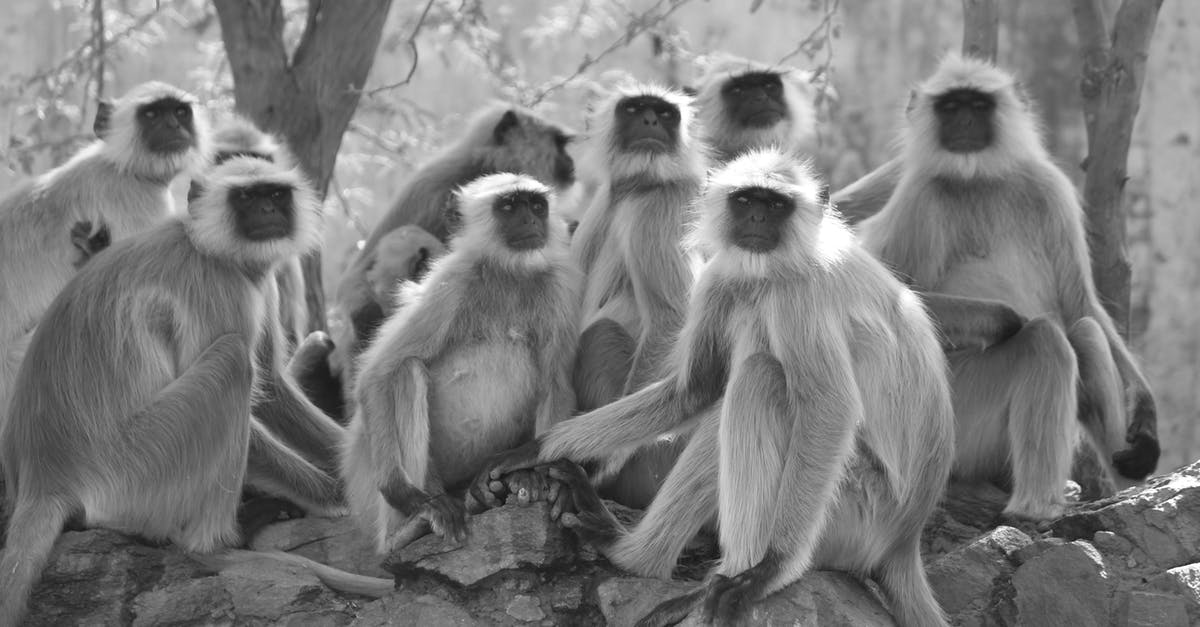 Group jungle trek in Chiang Mai - Grayscale Photo of Gray Langur Sitting Next to Trees