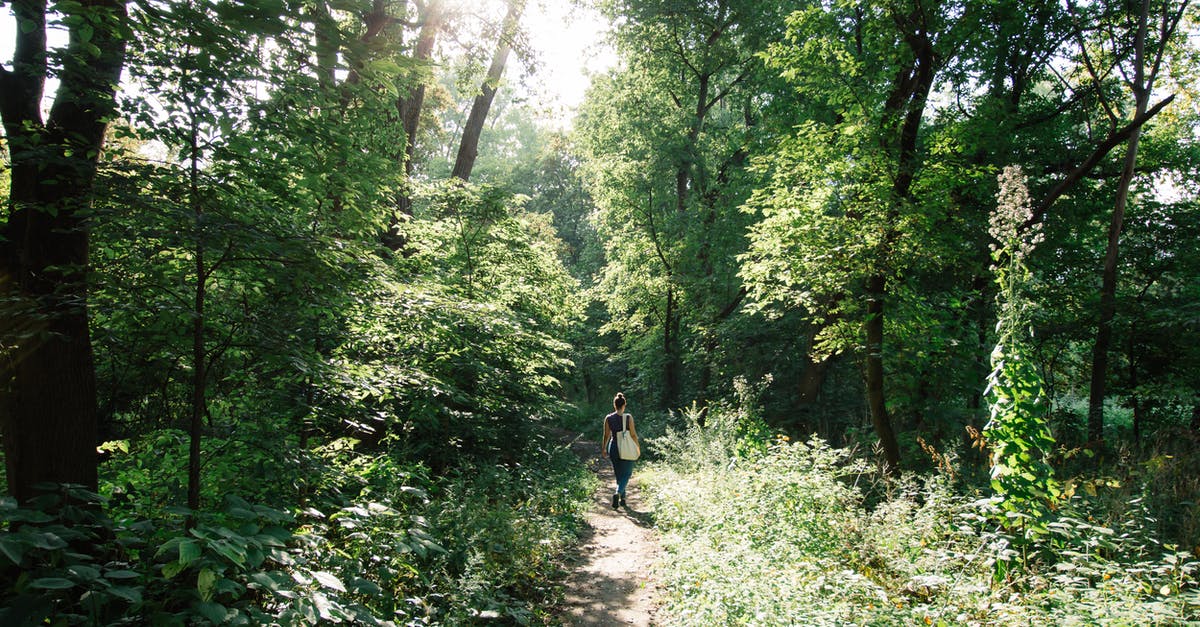 Hiking around Iceland: Trails or walking on the ring road? - Person Walking Inside Forest