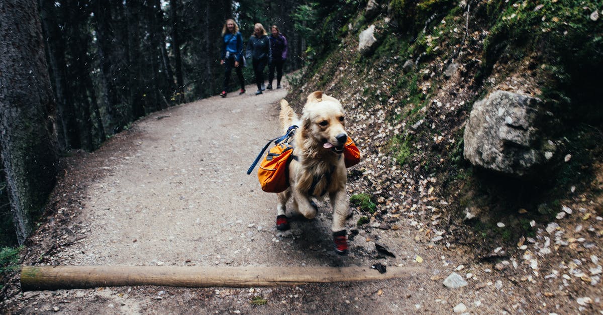 Hiking routes near Embrun - Active Golden Retriever running with trekking equipment with travelers walking on trail in highland