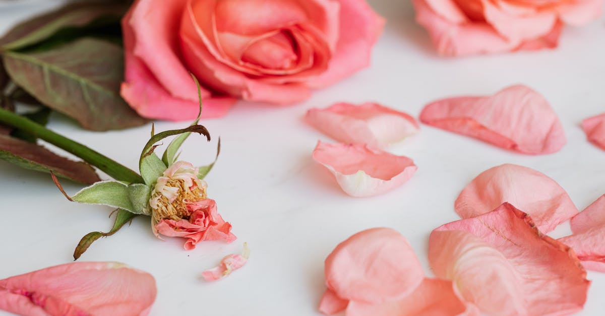 Hiking/nature around Lyon - Roses and rose stem with petals around on white background