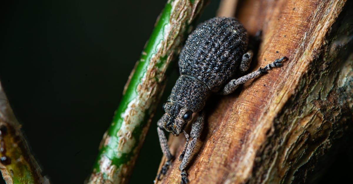 Hong Kong dual nationality [closed] - Macro Shot of a Black Beetle on a Tree Branch