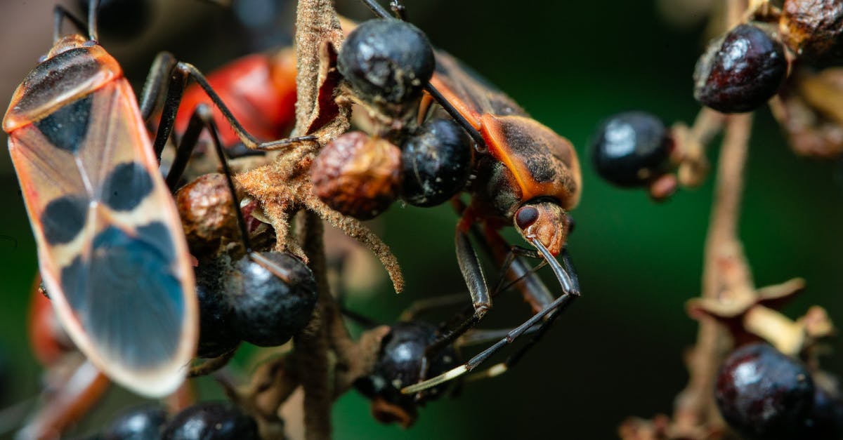 Hong Kong dual nationality [closed] - Macro Shot of Bugs on the Stem